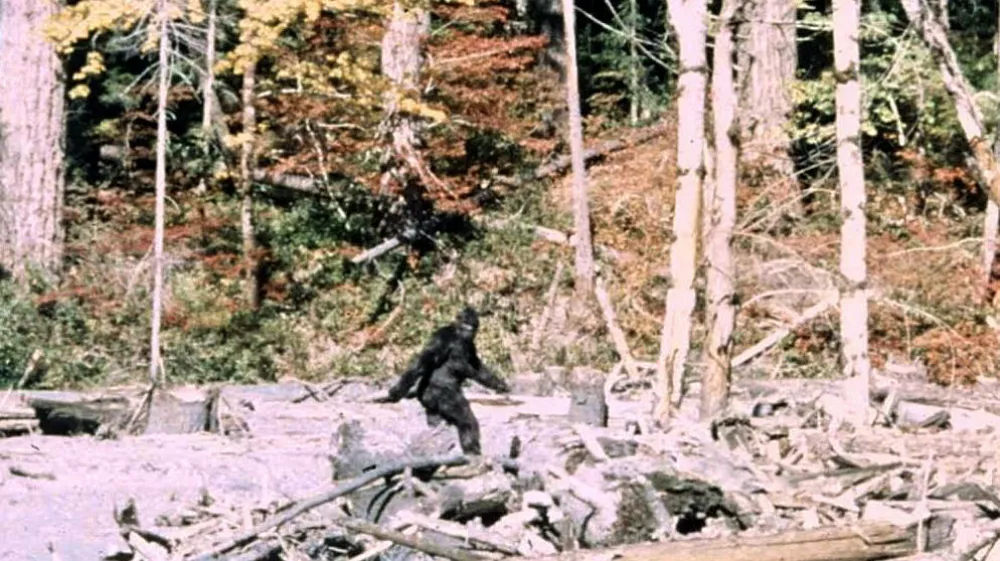 Prizor iz filma Patterson-Gimlin, za katerega sta avtorja vztrajala, da je resničen, vendar pa niso vsi prepričani, da je res tako.