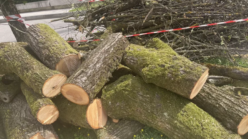 Posekano drevo na vrtu Lili Novy.