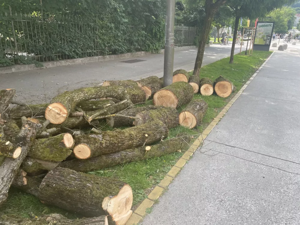 Posekano drevo na vrtu Lili Novy.
