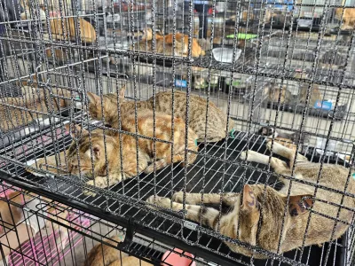 This photo released by Humane World for Animals Viet Nam shows cats that were seized by the police in Ho Chi Minh City, Vietnam, on June 15, 2026. (Phuong Pham/Humane World for Animals Viet Nam)