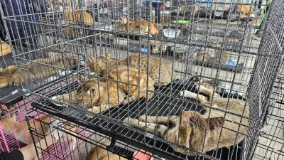 This photo released by Humane World for Animals Viet Nam shows cats that were seized by the police in Ho Chi Minh City, Vietnam, on June 15, 2026. (Phuong Pham/Humane World for Animals Viet Nam)