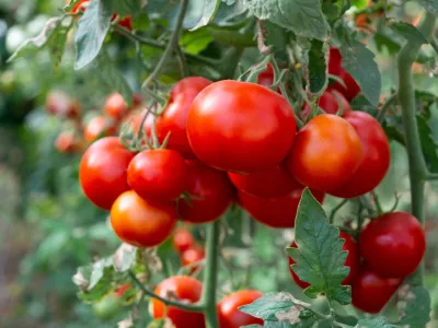 Sočni in slastni. Slika je, žal, simbolična. / Foto: Istock
