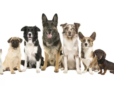 Group of different purebred dogs from small to large sitting looking at the camera on a white background / Foto: Miraswonderland