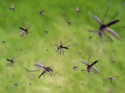 Many mosquitoes fly over green grass field / Foto: Kwangmoozaa Getty Images