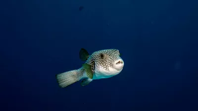 SHARM EL-SHEIKH, EGYPT - MAY 28: Lagocephalus sceleratus is seen in the crystal-clear waters of the Red Sea in Sharm El-Sheikh, Egypt, on May 28, 2026. Stretching from the Giza Plateau, home to thousands of years of pharaonic heritage, to the colorful underwater world of the Red Sea, Egypt offers visitors the unique opportunity to trace one of humanity's oldest civilizations and explore one of the world's richest marine ecosystems on the same journey. The coastal city of Sharm El-Sheikh attracts diving enthusiasts from all over the world year-round, showcasing vibrant coral reefs, hundreds of fish species, and diverse marine life. Sebnem Coskun / Anadolu,Image: 1107474831, License: Rights-managed, Restrictions:, Model Release: no 
