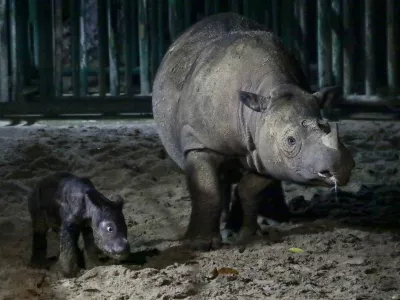 A handout picture released by the Indonesian Ministry of Environment and Forestry on October 1, 2023, shows a female Sumatran rhino calf, born on September 30, 2023, with its mother Ratu, a 23-year-old female Sumatran rhino, at the Way Kambas National Park Sumatran Rhino Sanctuary (SRS TNWK). The International Union for Conservation of Nature (IUCN), the world's largest environmental network, reports that Sumatran rhinos are in the red listed as critically endangered, with fewer than 100 estimated to remain in the wild in Sumatra and Kalimantan, Indonesia, after being presumed extinct in Malaysia.,Image: 809957893, License: Rights-managed, Restrictions: RESTRICTED TO EDITORIAL USE - MANDATORY CREDIT AFP PHOTO / IIndonesian Ministry of Environment and Forestry - NO MARKETING - NO ADVERTISING CAMPAIGNS - DISTRIBUTED AS A SERVICE TO CLIENTS, ***HANDOUT image or SOCIAL MEDIA IMAGE or FILMSTILL for EDITORIAL USE ONLY! * Please note: Fees charged by Profimedia are for the Profimedia's services only, and do not, nor are they intended to, convey to the user any ownership of Copyright or License in the material. Profimedia does not claim any ownership including but not limited to Copyright or License in the attached material. By publishing this material you (the user) expressly agree to indemnify and to hold Profimedia and its directors, shareholders and employees harmless from any loss, claims, damages, demands, expenses (including legal fees), or any causes of action or allegation against Profimedia arising out of or connected in any way with publication of the material. Profimedia does not claim any copyright or license in the attached materials. Any downloading fees charged by Profimedia are for Profimedia's services only. * Handling Fee Only ***, Model Release: no 