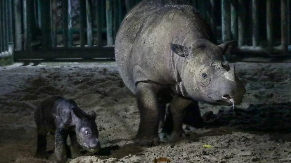 A handout picture released by the Indonesian Ministry of Environment and Forestry on October 1, 2023, shows a female Sumatran rhino calf, born on September 30, 2023, with its mother Ratu, a 23-year-old female Sumatran rhino, at the Way Kambas National Park Sumatran Rhino Sanctuary (SRS TNWK). The International Union for Conservation of Nature (IUCN), the world's largest environmental network, reports that Sumatran rhinos are in the red listed as critically endangered, with fewer than 100 estimated to remain in the wild in Sumatra and Kalimantan, Indonesia, after being presumed extinct in Malaysia.,Image: 809957893, License: Rights-managed, Restrictions: RESTRICTED TO EDITORIAL USE - MANDATORY CREDIT AFP PHOTO / IIndonesian Ministry of Environment and Forestry - NO MARKETING - NO ADVERTISING CAMPAIGNS - DISTRIBUTED AS A SERVICE TO CLIENTS, ***HANDOUT image or SOCIAL MEDIA IMAGE or FILMSTILL for EDITORIAL USE ONLY! * Please note: Fees charged by Profimedia are for the Profimedia's services only, and do not, nor are they intended to, convey to the user any ownership of Copyright or License in the material. Profimedia does not claim any ownership including but not limited to Copyright or License in the attached material. By publishing this material you (the user) expressly agree to indemnify and to hold Profimedia and its directors, shareholders and employees harmless from any loss, claims, damages, demands, expenses (including legal fees), or any causes of action or allegation against Profimedia arising out of or connected in any way with publication of the material. Profimedia does not claim any copyright or license in the attached materials. Any downloading fees charged by Profimedia are for Profimedia's services only. * Handling Fee Only ***, Model Release: no 