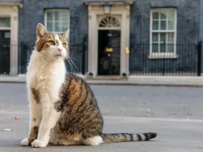 Larry The Cat