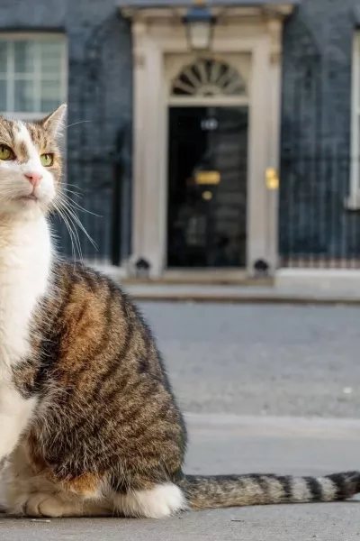 Larry The Cat