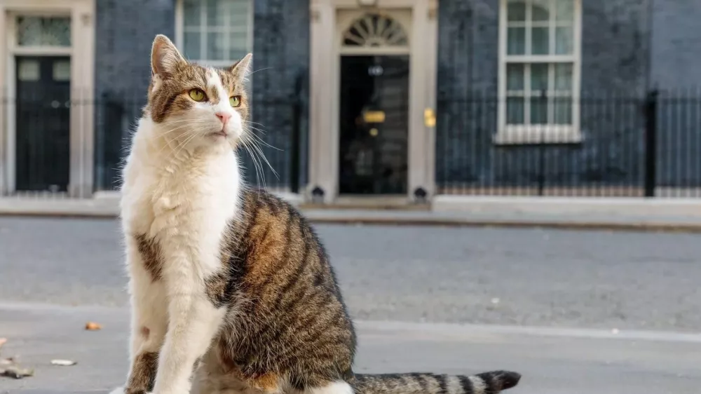 Larry The Cat