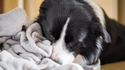 Dog kneading and chewing gray blanket. Border Collie puppy nibbles and sucks soft fluffy grey bedding. / Foto: Kontrymphoto Getty Images