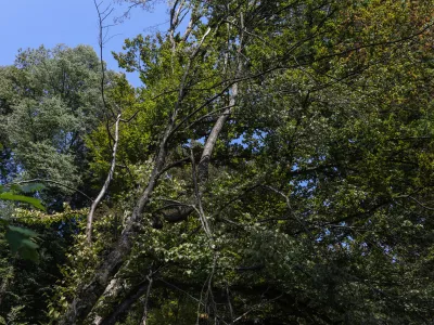  - nevarna viseča veja, - 13.08.2025. - Vodeni ogled območja poseka dreves na Rožniku s predstavniki Zavoda za gozdove in občine Ljubljana. //FOTO: Bojan Velikonja