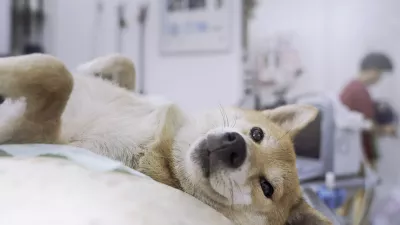 Veterinary concept. The Shiba Inu dog is waiting for the doctor in the ultrasound examination room. Veterinarian doing ultrasound and analyze healthy of animal.