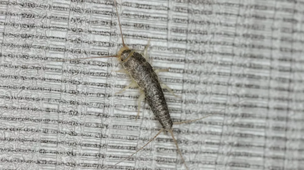 Ctenolepisma longicaudata, papirnate ribice. Foto: Profimedia