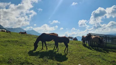 konji, planine, Kofce, pašnik