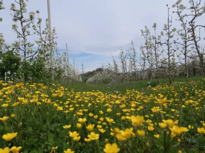 Sadjarstvo, pozeba, nasad, cvetenje če&scaron;enj
