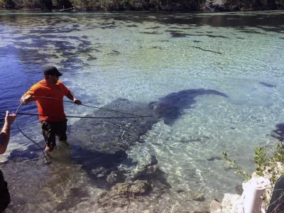 In this March 4, 2017, photo provided by the Marion County Sheriff's Office, a 13-foot alligator is pursued by trappers in a designated swimming zone the Silver Glen Springs Recreation Area in north Florida. The trappers took custody of the gator, and the area was reopened to swimmers. (Jeremiah Jones/Marion County Sheriff's Office via AP)