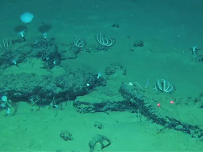 This undated image provided by Peng Zhou shows whale remains on the seafloor that have become home to large communities of marine life, southeastern Indian Ocean, in the Diamantina Fracture Zone. (Global TREnD, IDSSE via AP)
