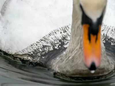 A Mute Swan covered in Cyanobacteria from an alagal bloom on the shores of Lake Windermere, Ambleside, Lake District, UK, likely caused by illegal sewage dumping in the lake by the water company.,Image: 1081630043, License: Rights-managed, Restrictions:, Model Release: no 