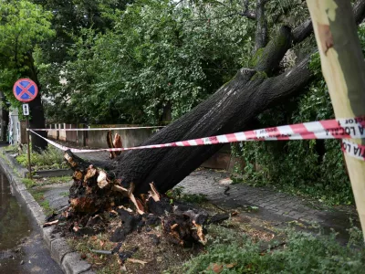 An uprooted tree following heavy gusts of wind during a strong storm in northern Bucharest, Romania, July 1, 2026. Inquam Photos/Octav Ganea via REUTERS ATTENTION EDITORS - THIS IMAGE WAS PROVIDED BY A THIRD PARTY. ROMANIA OUT. NO COMMERCIAL OR EDITORIAL SALES IN ROMANIA