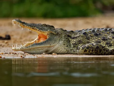 Krokodil ugrabi otroka &hellip;
