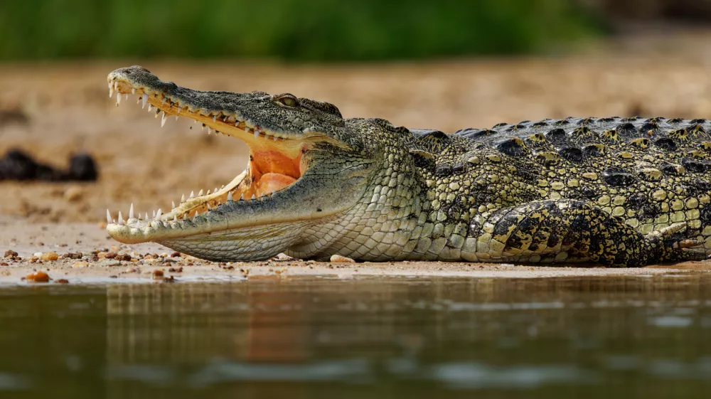 Krokodil ugrabi otroka &hellip;