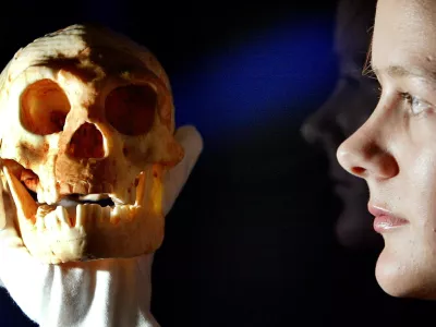 A model of a skull discovered on a remote Indonesian island is held by an employee at the Science Museum in London October 27, 2004. Australian scientists have found a new species of hobbit-sized humans that lived about 18,000 years ago on a remote island in a discovery that adds another piece to the complex puzzle of human evolution. The partial skeleton of Homo floresiensis, found in a cave on the island of Flores, is of an adult female that was just a metre (3 feet) tall, had a chimpanzee-sized brain and was substantially different from modern humans.