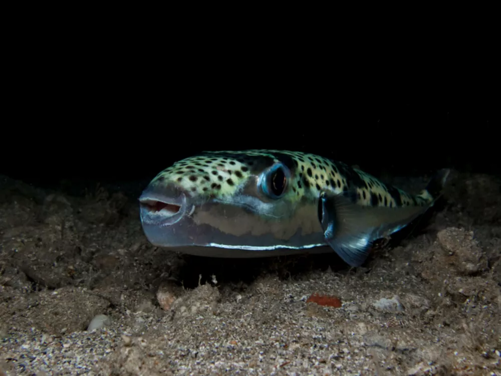 Lagocephalus sceleratus