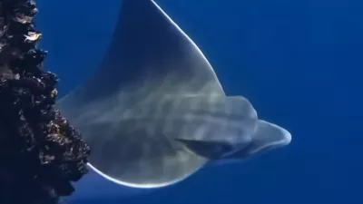 Raziskovalcem, ki sicer preučujejo zavarovano morsko območje Miramare, pa je uspelo posneti doslej &scaron;e nevideno veliko skupino izjemno redkih kljunastih morskih golobov (aetomylaeus bovinus), ki se hranijo s &scaron;koljkami. Foto: posnetek zaslona/Area Marina Protetta Miramare 