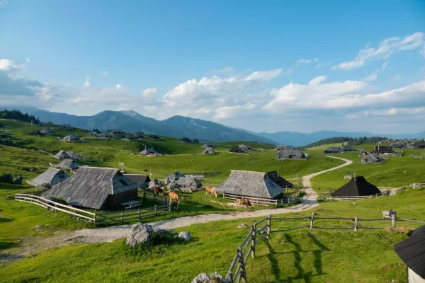Grazing cows between charming wooden shepherds' huts on scenic mountain plateau. Breath-taking sight of tourist destination with authentic herdsmen's village in alpine landscape on sunny spring day. / Foto: Helivideo