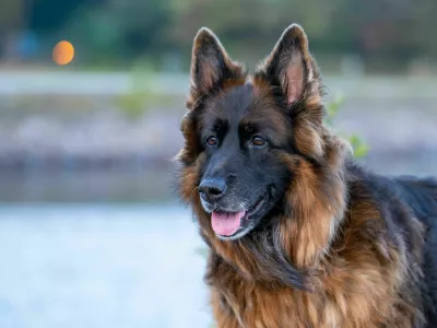 A German Shepherd dog with lush fur stands by a serene lake, its tongue out and ears perked, against a blurred natural background.