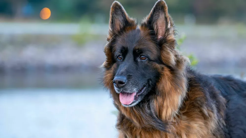 A German Shepherd dog with lush fur stands by a serene lake, its tongue out and ears perked, against a blurred natural background.