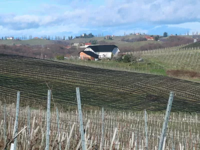 Kog, vinograd, nasad jablan, mreže proti toči. Foto: Tatjana Pihlar 