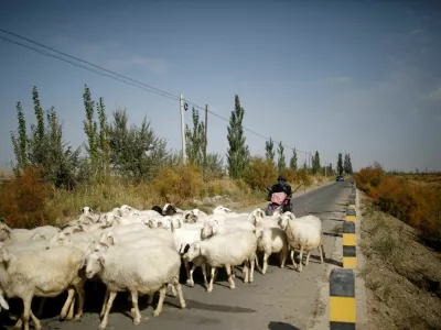FILE PHOTO: Lv Tusong, 45, herds his sheep on a scooter in a village near the edge of the Gobi desert on the outskirts of Yumen, Gansu province, China, September 29, 2020. Farmers pay authorities for use of water from Qilian supplied either through open ditches or covered wells. "You pay for two inches worth of water but you only get one inch's worth," said Lv who has over 90 mu of land in the north of Yumen city. REUTERS/Carlos Garcia Rawlins   SEARCH "RAWLINS GLACIER" FOR THIS STORY. SEARCH "WIDER IMAGE" FOR ALL STORIES./File Photo