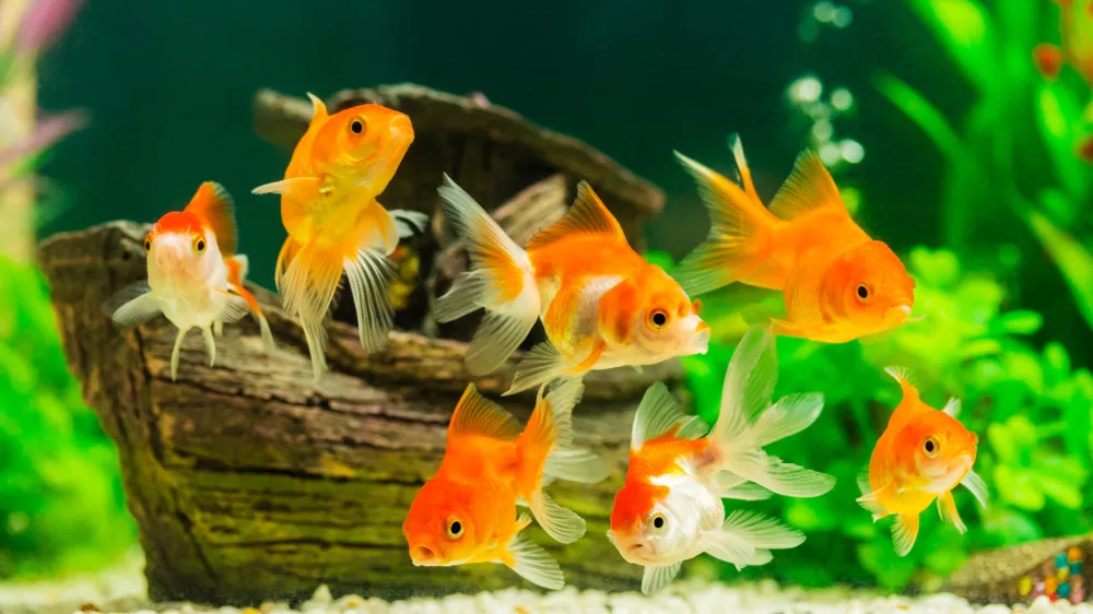 Goldfish in aquarium with green plants