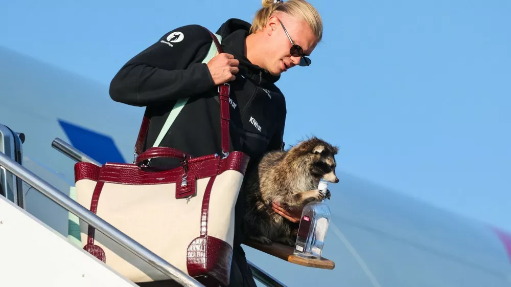 Norway's striker Erling Braut Haaland carries a taxidermy raccoon as he gets off the plane after Norway's national football team landed at Oslo's Gardermoen Airport on July 13, 2026. Norway were knocked out in the quarter-final match against England.,Image: 1116355597, License: Rights-managed, Restrictions: Norway OUT, Model Release: no 