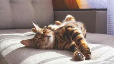 Amazing domestic bengal cat with spotted fur lying on sofa and smiling In her sleep. Cat's dreams.
