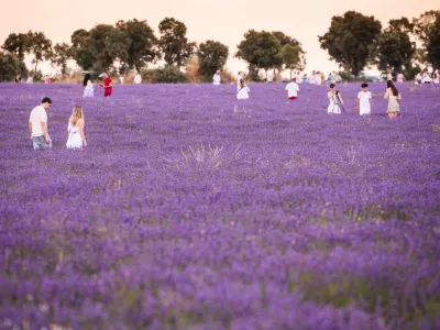 People in a lavender field on July 10, 2025, in Brihuega, Guadalajara, Castilla-La Mancha (Spain). Every July, thousands of hectares of lavender and lavandin, a local hybrid, bloom in the municipality of Brihuega, known as the 'Garden of the Alcarria'. Flowering reaches its zenith between late June and July.,Image: 1020874250, License: Rights-managed, Restrictions:, Model Release: no 