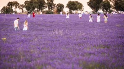 People in a lavender field on July 10, 2025, in Brihuega, Guadalajara, Castilla-La Mancha (Spain). Every July, thousands of hectares of lavender and lavandin, a local hybrid, bloom in the municipality of Brihuega, known as the 'Garden of the Alcarria'. Flowering reaches its zenith between late June and July.,Image: 1020874250, License: Rights-managed, Restrictions:, Model Release: no 