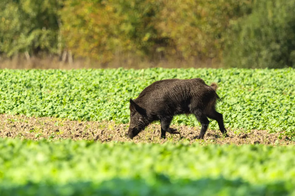 A large wild boar walks and sniffs through a field of green plants / Foto: Dariusz Banaszuk
