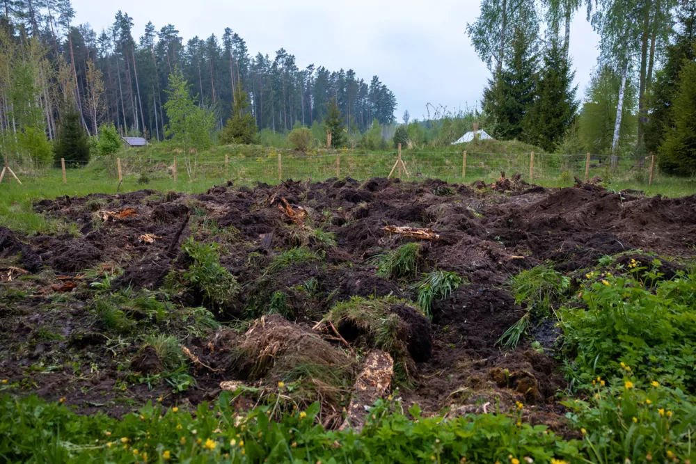 A fenced meadow shows extensive rooting damage, with overturned soil and exposed roots near conifers and birches under overcast light, captured at ground level. / Foto: Truepixelart