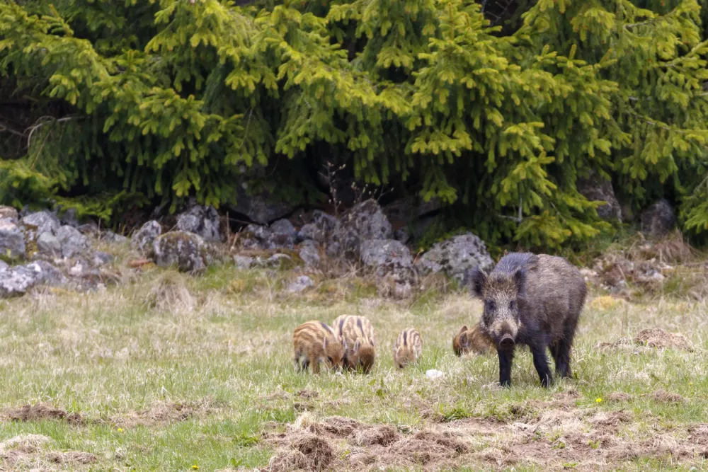 Wild boar sow with young piglets on a meadow / Foto: Tt