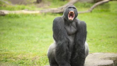 An African silverback gorilla shows his savage teeth.