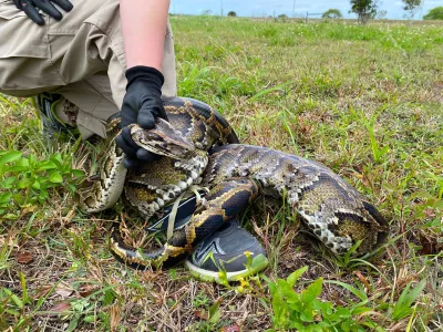 Burmese pythons are believed to have arrived in South Florida as pets in the 1980s and then were released by frustrated owners who got tired of feeding them mice and other live meals. (Miami Herald/TNS/ABACAPRESS.COM - NO FILM, NO VIDEO, NO TV, NO DOCUMENTARY,Image: 862027152, License: Rights-managed, Restrictions:, Model Release: no 