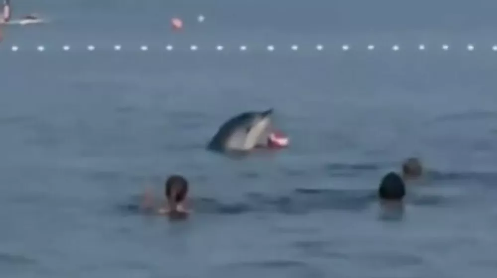 Delfin Zadar