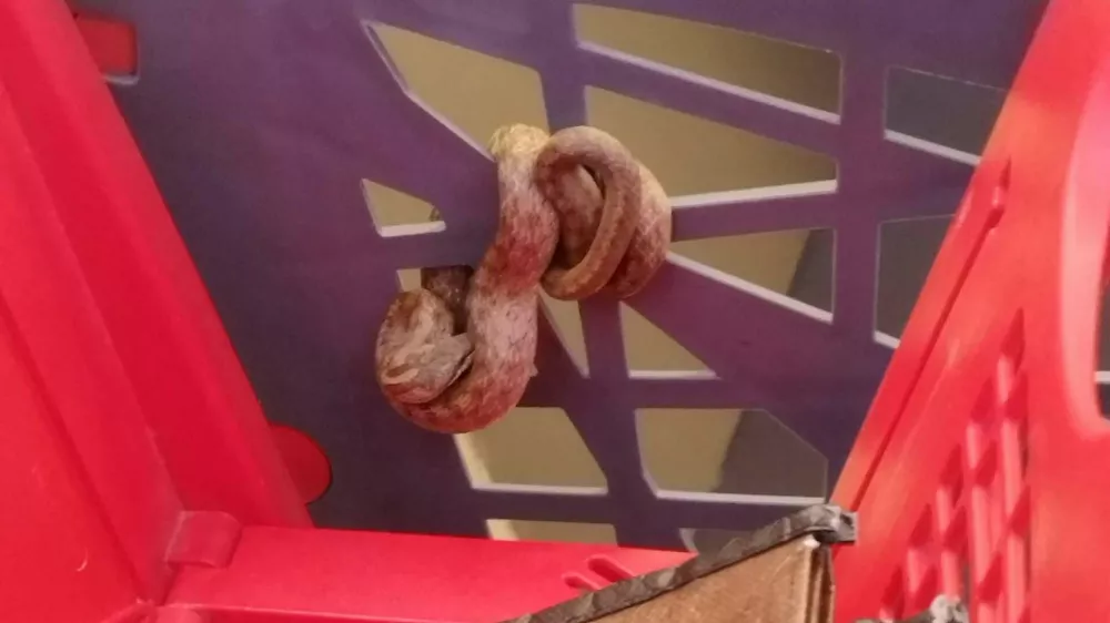 kača v vozičku