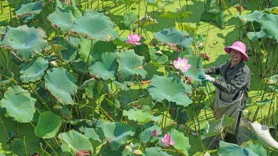 Villagers harvest lotus seedpods in a lotus pond at Jindian Village, Baita Town, Xianju County, east China's Zhejiang province, July 23, 2026.,Image: 1117991908, License: Rights-managed, Restrictions: *** World Rights Except China (including Hong Kong, Macau, and Taiwan) and France *** CHNOUT FRAOUTHKGOUT MACOUT TWNOUT, Model Release: no 