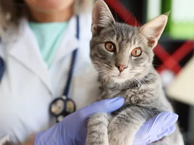 Veterinary hands holding beautiful cat in veterinary clinic. Medical care for animals. Therapeutic services for animals concept