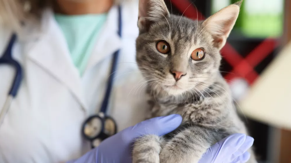 Veterinary hands holding beautiful cat in veterinary clinic. Medical care for animals. Therapeutic services for animals concept