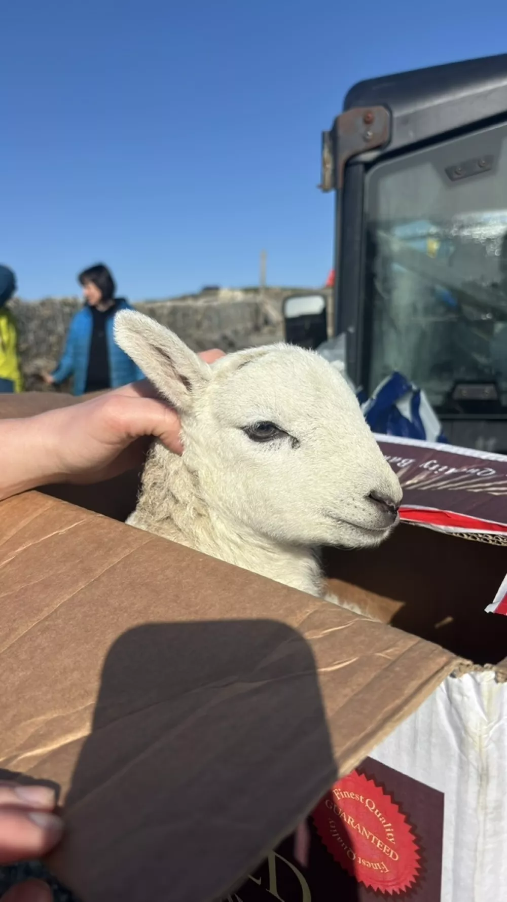 Story from Jam Press (Island Sheep People)Pictured: Lamb.'We quit city life for a tiny off-grid island with just FOUR residents and 500 sheep &ndash; now we live rent-free and grow our own food' A couple moved from the city to a tiny off-grid island with just four residents and hundreds of sheep &ndash; and it's saving them a fortune.After living in Cardiff their whole lives, Lois Roberts and Aron Llywd had grown tired of the hustle and bustle of city life. It had been their dream for a number of years to move off-grid and live sustainability. But, without the funds to do so, it didn't seem like it was within reach.Until they came across a job on a tiny island, which involves maintaining the gardens and 10 holiday accommodations, in return for a rent-free home and salary.And, best of all, it's almost entirely off-grid with a population of just four, including them; except for its excessive amount of sheep, of which there is 66 to every human. "I didn't really think of where things came from before and took everything for granted," Lois, aged 29, told creatorzine.com."Now I know exactly where our water and power comes from &ndash; and I'm careful about the amount we use, as it's precious. "I can't pop to the shop if I've forgotten to buy something. "Or see family and friends whenever we want. "It takes a lot of effort for people to visit us; but we're always appreciative when they do. "It is a bit like going back in time, as we live in an old house and the compost toilet is outside at the back of the garden. "And there is no signal on the island &ndash; apart from if you trek to the top of the mountain &ndash; but we do have WiFi in our house. "Sometimes, it cuts off and we're isolated. "But then again, even with it, we feel like we're separated from the rest of the world. "It's almost like we're in a bubble with its own time and rules. "We consider the sheep our neighbours."It's especially cute in spring during lambing season, as there's loads of little lambs everywhere."When we go to the mainland after a long time on the island, it feels like we've been in a dream."The island of Ynys Enlli &ndash; known as Bardsey Island &ndash; is located in the Llyn Peninsula in Gwynedd, Wales. Lois, before moving, had just finished her masters degree in clinical psychology and began working as a researcher. Aron, also 29, was a lighting technician for film and television. When they saw the island warden role advertised, though, they snapped it up and ditched everything they knew behind with no questions asked. She said: "Starting an off-grid lifestyle from scratch wasn't going to be possible. "But we kept seeing people on television and online that had changed their lives by living in remote areas &ndash; and we were desperate to do the same. "Also, having just finished university, I wanted to do something different and not go straight into a mainstream role."At first, they worked seasonal roles only between 2024 and 2025, where they went back home in the winter. It wasn't until the previous full-time wardens left in March 2026 that the pair took their place. Now, it's just Lois, Aron, two farmers &ndash; and the 500 sheep. But what does their job entail? Lois said: "Guests stay between April and September, so we need to make sure the houses and gardens are kept in good condition."The houses were built in the 1870s and are listed, so they require a lot of maintenance. "When things break, such as doors or windows, it's our job to get them back in tip-top shape. "The work is often unpredictable, so we have to solve the problems as they arise. "We do have help from volunteers who stay on the island, so we manage tasks according to what needs to be done. "But the best part of the job is seeing the changes that each season brings. "From the sea thrift, to the foxgloves that pop up, and the blackberries in summer. "It feels incredibly special and grounding. "I think, in the city, I rarely had the headspace to sit down and learn a new craft for hours."Since moving here, I've learned how to knit, make cyanotype prints, weave and play the banjo."And we're self-sustainable. "There's our own veg patch and large poly tunnel, as well as two lobster cages. "Our five chickens also give us fresh eggs each day."Using the nearby orchard, we've been able to make our own cider, too." Despite being two of four, it's not as isolating as people might think. The sense of community is strong, as everyone checks in with each other and lends a helping hand whenever needed. It isn't all hunky dory, though. She said: "Living by the seasons and relying on nature can bring its own set of issues. "We rely on solar energy and if we have a few weeks of no sun, then we have no power. "In the winter, we generate this from a wind turbine. "But we do have a generator and batteries as a backup. "And long periods of sunshine does mean our water supply runs low, as we rely on rain water for washing and other household uses. "Our drinking water is from a well on the mountain. "Keeping these supplies separate means we can make the best use of our limited resources."While in Cardiff, over half of their monthly pay check was spent on rent, bills and other living costs.It was impossible for them to save and the thought of getting on the property ladder was a distant dream. Now, though, they're able to save half of their pay as their living costs are so low and will put the funds toward their future. Their plan is to stay on the island for the next few years and then settle down elsewhere when the time is right. For now, they're enjoying a much slower paced lifestyle and aim to soak up everything the island has to offer. Lois added: "We're lucky enough to see the Northern Lights from our doorstep. "And we get to experience total darkness at night. "It's a luxury we didn't get in the city. "It's always a privilege to see the stars so clearly and sometimes, we see the Milky Way. "The closest light pollution is actually from Dublin."ENDSEDITOR'S NOTES: The case study doesn't wish to disclose their earnings before or now.Exclusive Licence: An exclusive licence has been obtained directly from the verified copyright holder. Jam Press holds exclusive distribution rights for the agreed content within the terms of the contributor agreement.,Image: 1116424954, License: Rights-managed, Restrictions: EDITOR'S NOTES: The case study doesn't wish to disclose their earnings before or now.Exclusive Licence: An exclusive licence has been obtained directly from the verified copyright holder. Jam Press holds exclusive distribution rights for the agreed conte, Model Release: no 